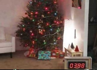 unwatered-christmas-tree