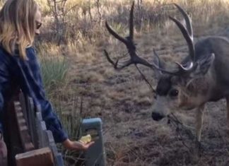 valentine-family-saving-deer