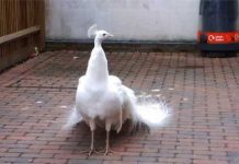 white-peacock-on-porch