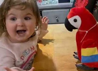 Baby conversation parrot