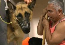 Cesar Millan German Shepherd