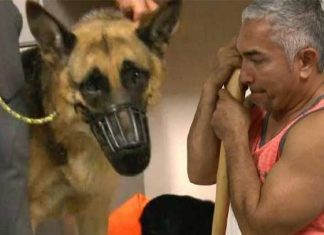 Cesar Millan German Shepherd