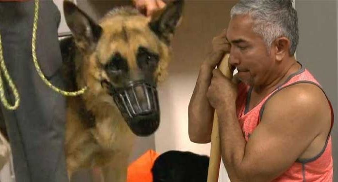Cesar Millan German Shepherd