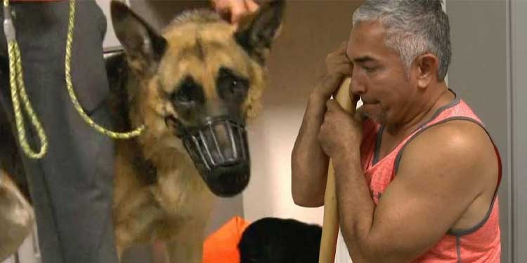 Cesar Millan German Shepherd