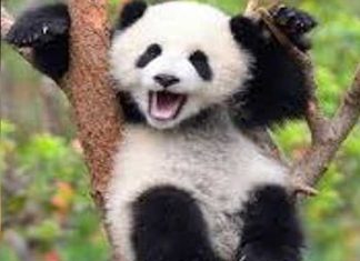 Dangerous animals that looks cute