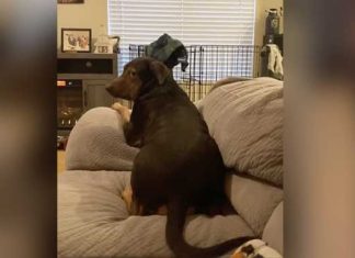 Dog Adorably Asks His Mom