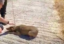 Dogs in Chain