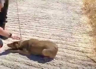 Dogs in Chain
