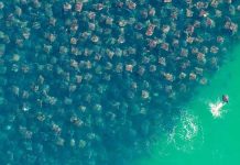 Golden-Rays-Migration