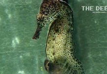 Male Seahorse give birth