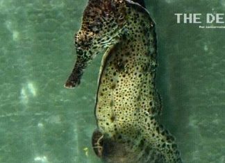 Male Seahorse give birth