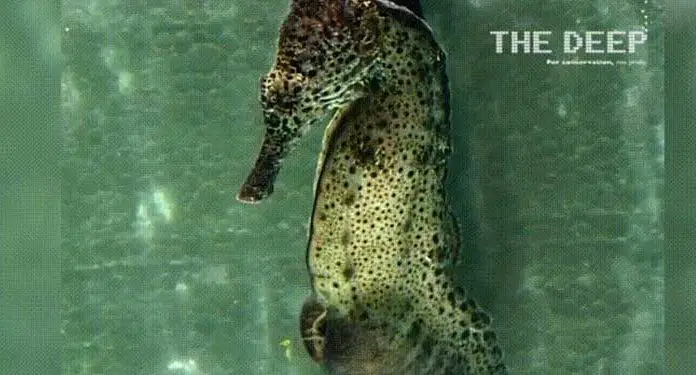 Male Seahorse give birth