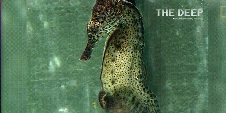 Male Seahorse give birth