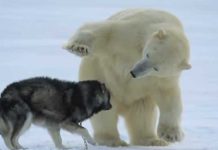 Weirdest encounter bear and dog