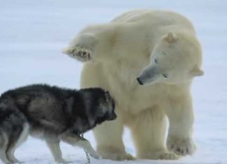 Weirdest encounter bear and dog