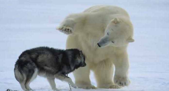 Weirdest encounter bear and dog
