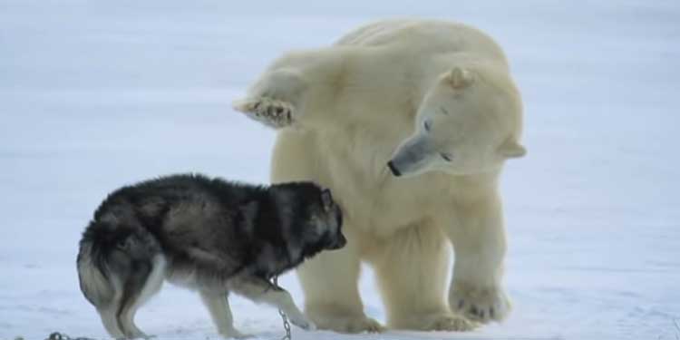 Weirdest encounter bear and dog