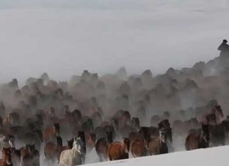 bunch-of-horses-gallop-in-snow-capped-prairies