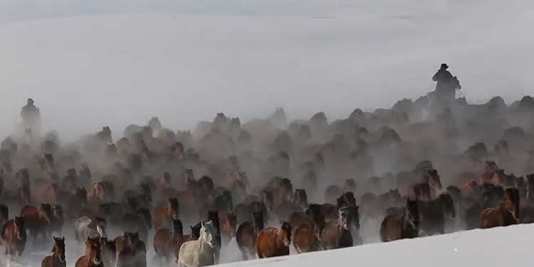 bunch-of-horses-gallop-in-snow-capped-prairies