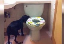 doggie-bathroom