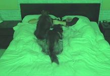 huskies-sleeping-in-bed