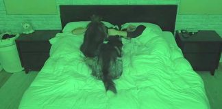 huskies-sleeping-in-bed