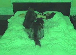huskies-sleeping-in-bed