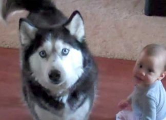 huskys-imitation-of-baby