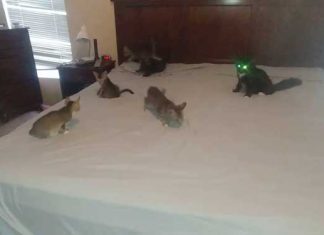kittens-help-owner-make-bed