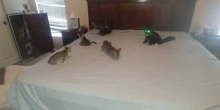 kittens-help-owner-make-bed