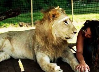 lions-and-or-lazmi