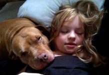pitbull-saves-autistic-and-befriends-her-this-is-heartwarming