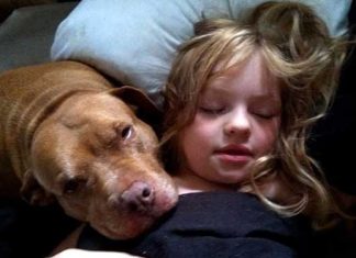 pitbull-saves-autistic-and-befriends-her-this-is-heartwarming