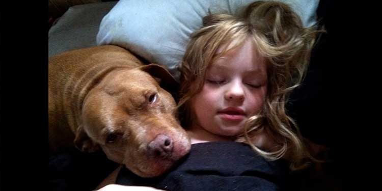 pitbull-saves-autistic-and-befriends-her-this-is-heartwarming