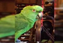 singing-parrot