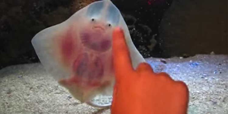 stingray dance