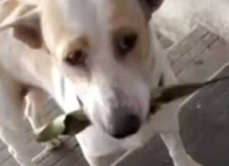 stray-dog-brings-gifts