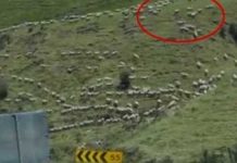 thousands-of-sheep