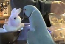 Adorable Parrot Loves His New Stuffed Bunny