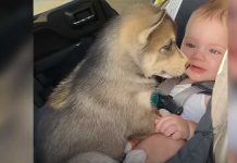 Baby Husky baby girl