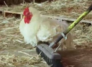 Chicken Coop At Night Finds Special Purpose
