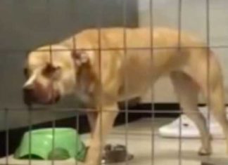Depressed pit bull