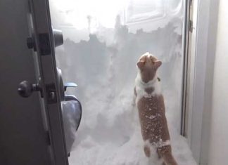 Determined Cat blocking door