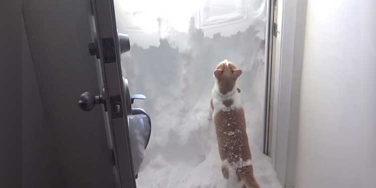 Determined Cat blocking door