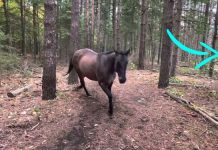 Horse exited farts dogs