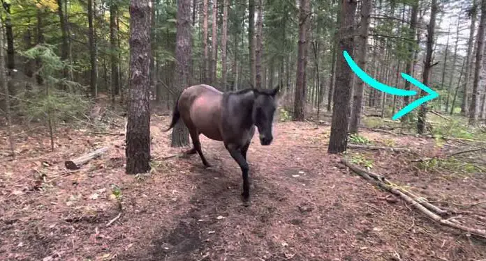 Horse exited farts dogs