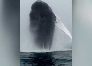 Rare Close Up Footage Of A Humpback Whale