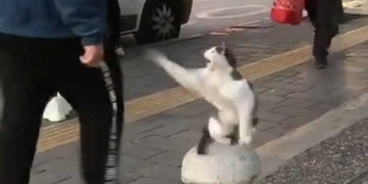 cat-pedestrian