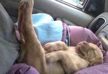 dogs-sleeping-positions