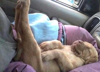 dogs-sleeping-positions